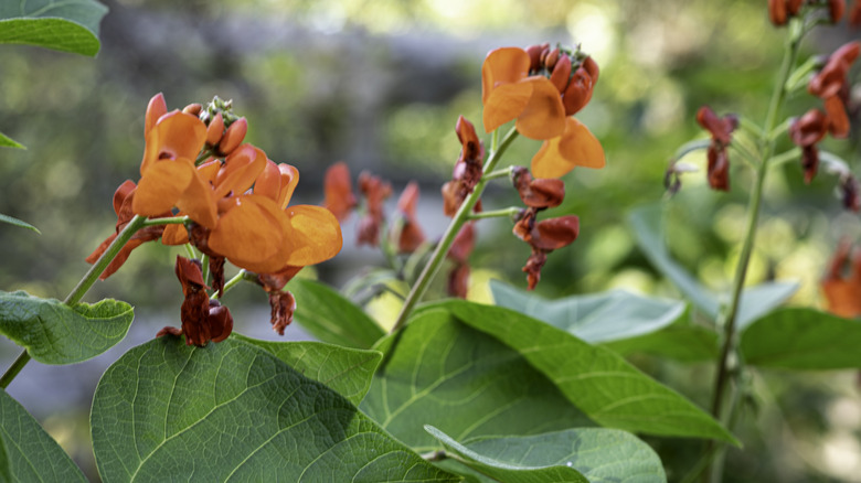 Orange red flowers of scarlet runner bean
