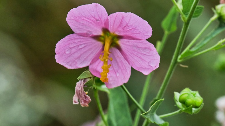 A pink seashore mallow flower with dew drops on its petals