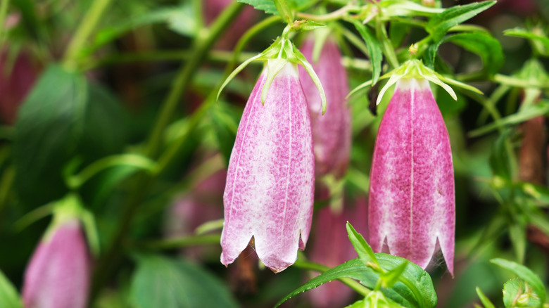 Pink blooms of spotted bellflower hanging upside-down
