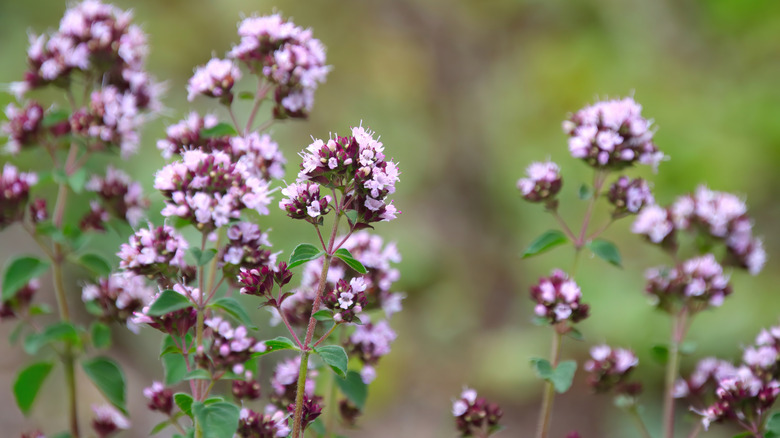 Pink and violet flowers of sweet marjoram