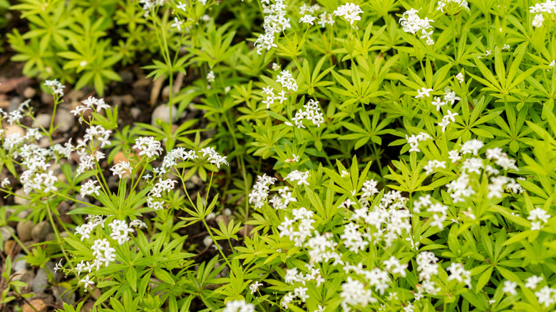 Clustered white flowers of sweet woodruff in a garden