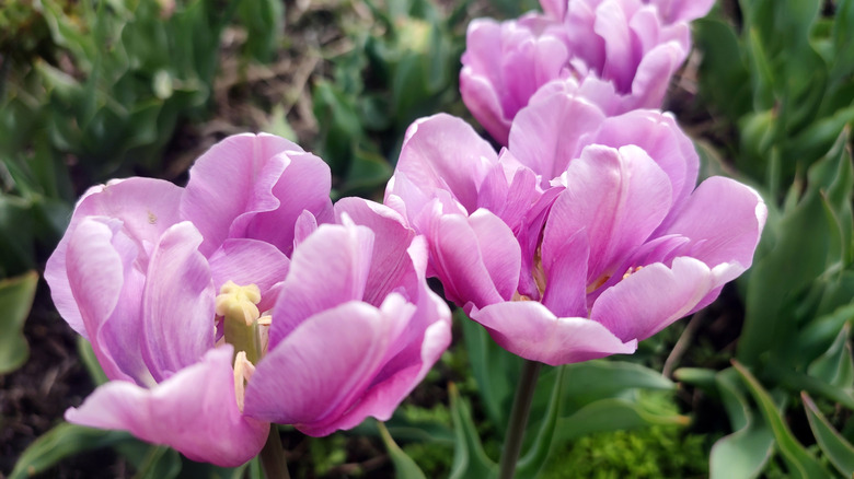 Light purple petals of tulip flower