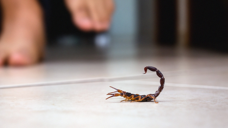 Scorpion on floor