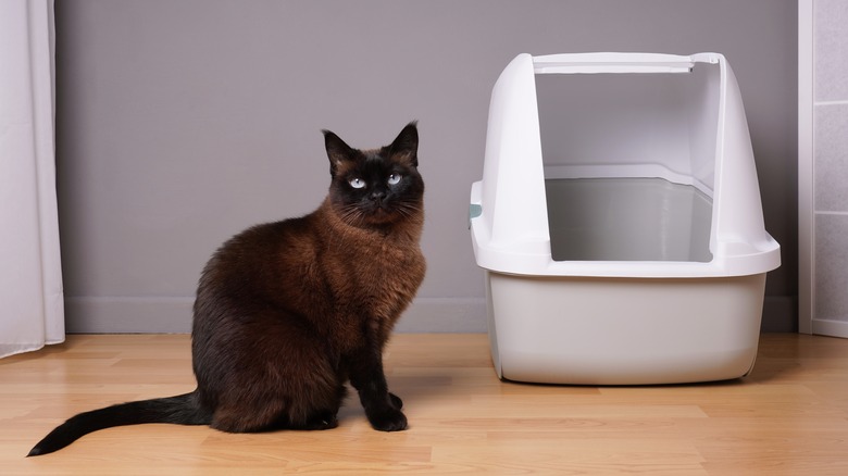 cat and litter box