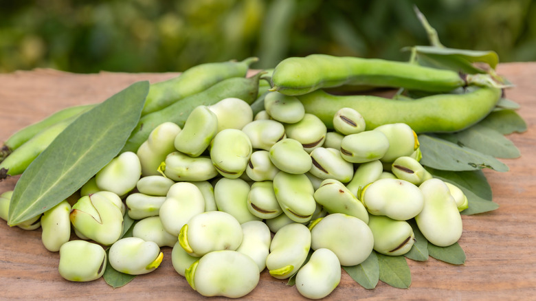 harvested fava beans on a wooden table with plants in the background blurred