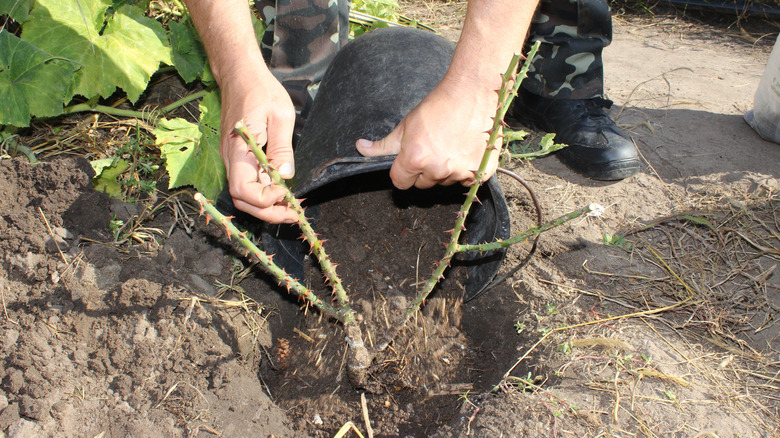 Hands adding compost to a rose bush from a black bucket.
