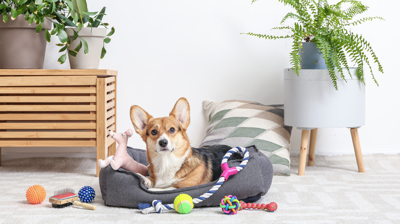 Corgi in dog bed