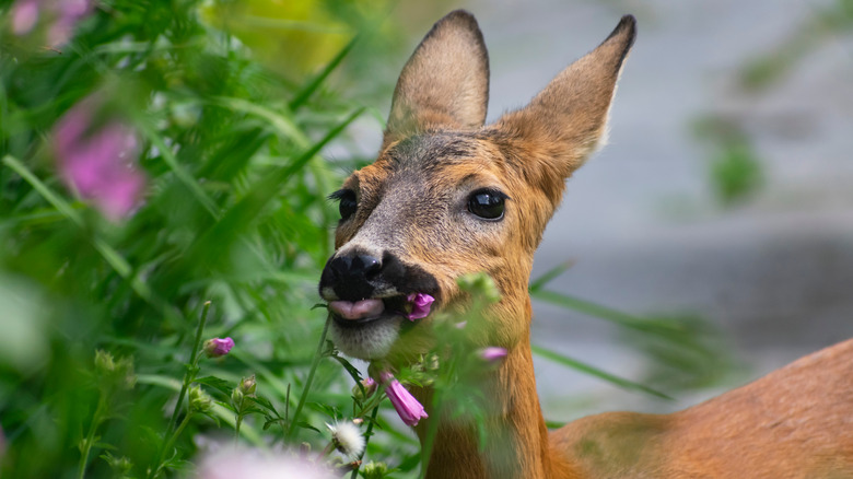 Deer eating pink flowers 