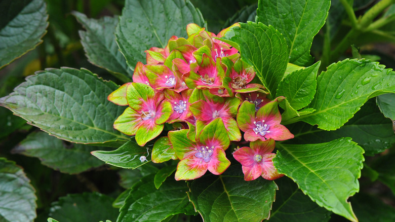 pistachio hydrangea