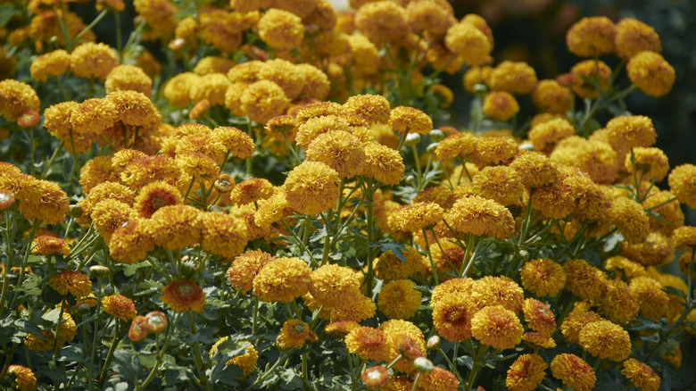 yellow mums in bloom