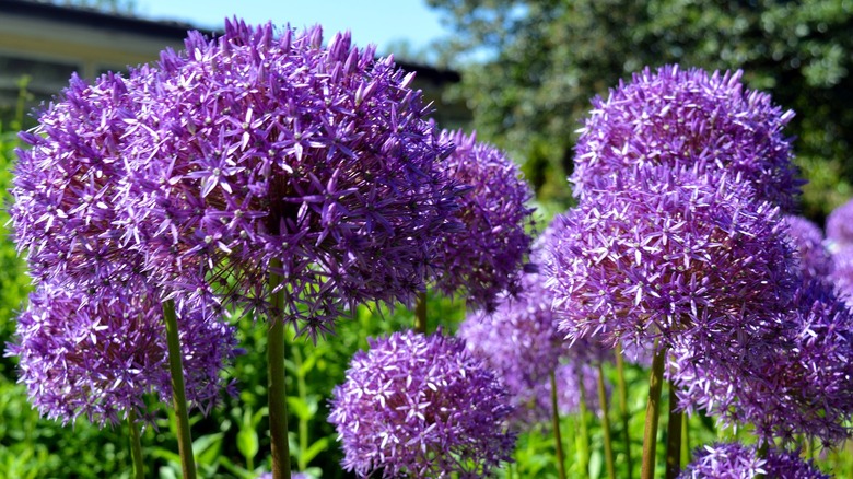 purple allium flowers