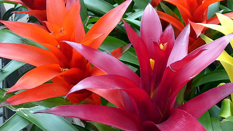 blooming bromliad flowers