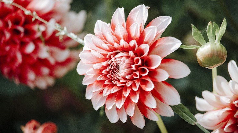 blooming dahlia flower