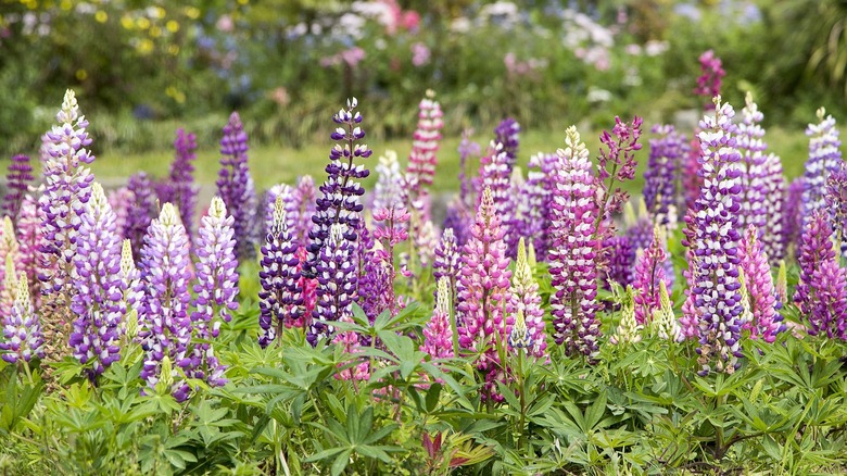 tall delphinium flowers