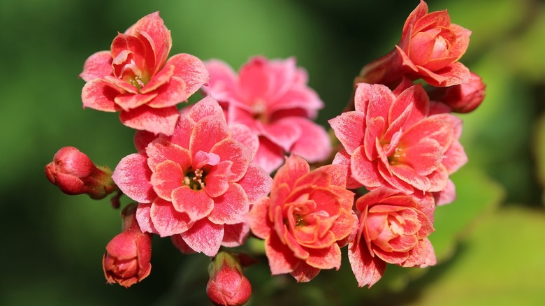 pink kalanchoe flowers