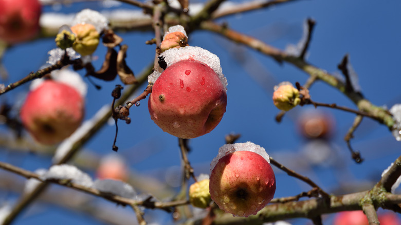 Ripe apples on a tree in the snow
