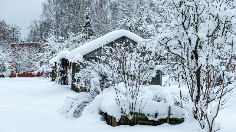 Garden in winter covered in snow and fruit trees