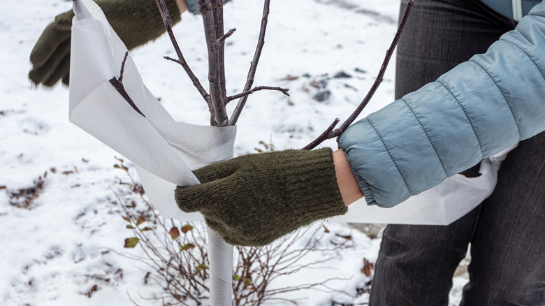Gardener wrapping young apple tree to protect from frost