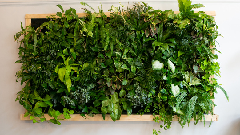 green wall
