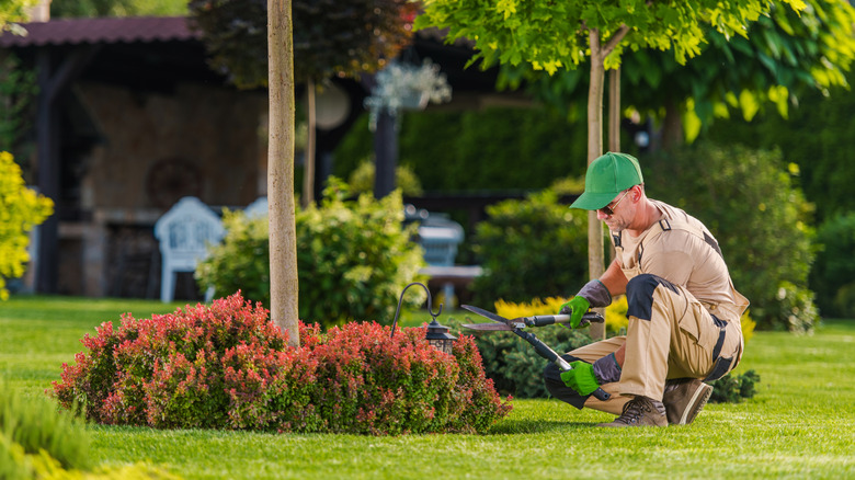 A professional gardener carefully trims vibrant bushes surrounding a tree