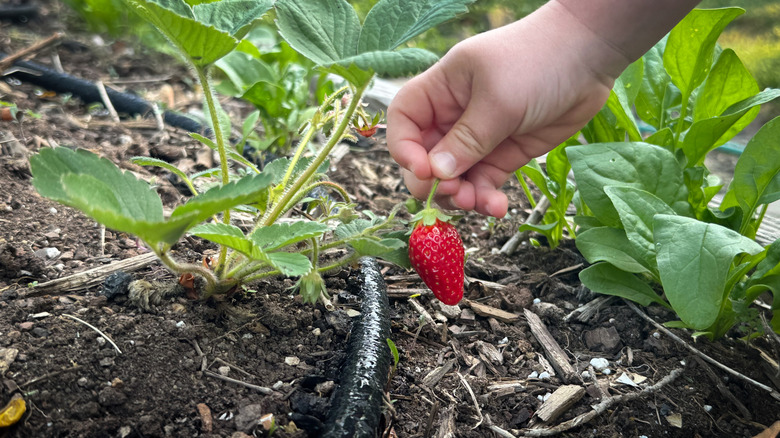a child picks a fresh strawberry from a backyard raised bed garden