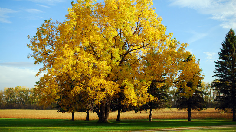 Yellow leaves on a black walnut tree