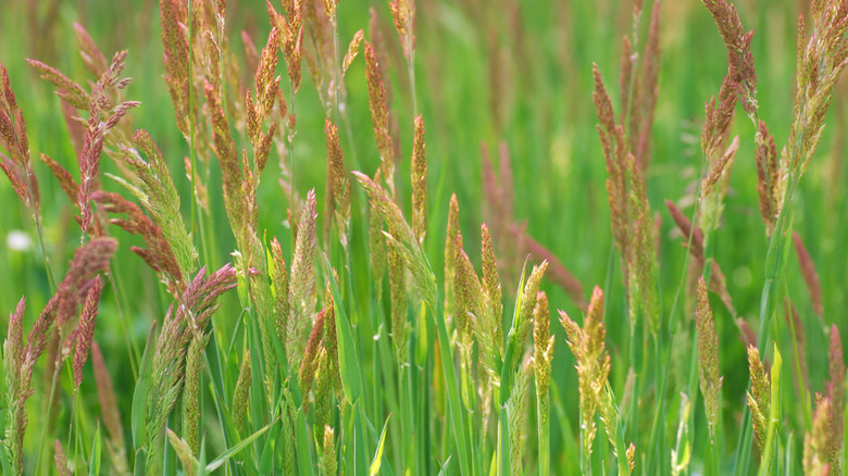 Blooming Festuca Rubra growing in a field