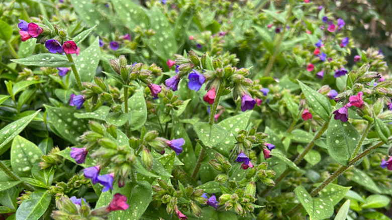 Lungwort in Spring flower bed