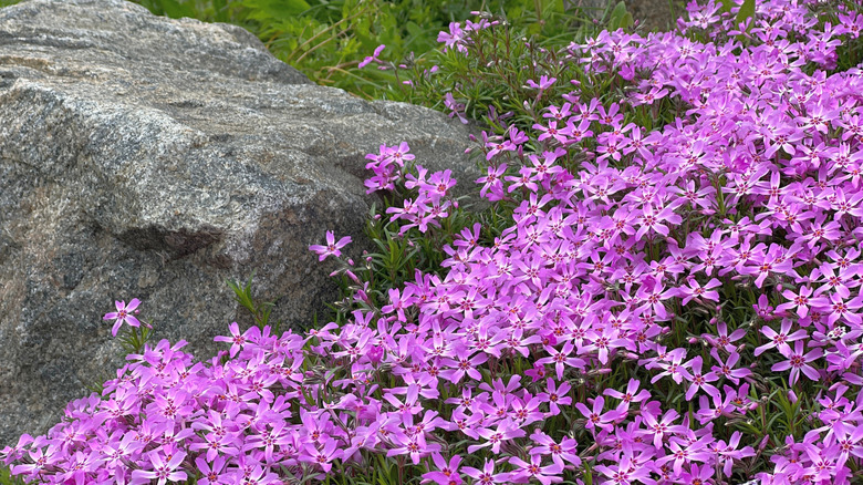 Pink flowers of phlox subulata blossoming