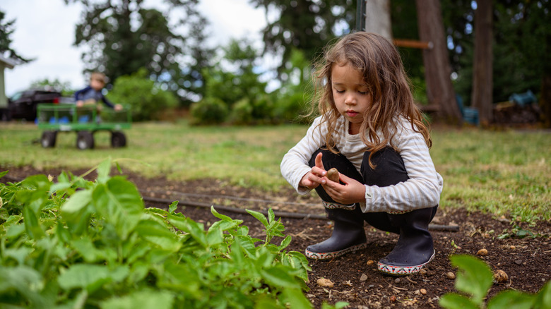 Small child examines a potato next to potato plant foliage