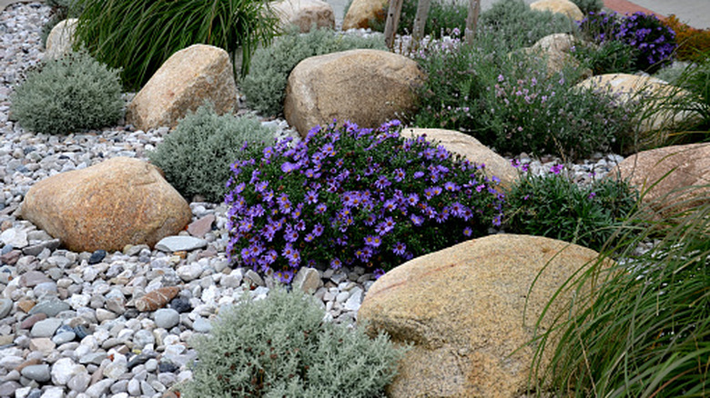 Rocky landscape with purple flowering plant