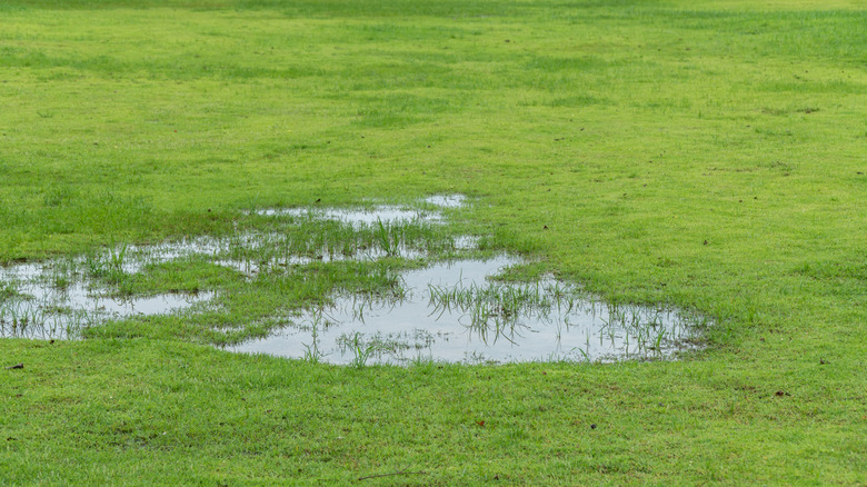Flooded Lawn After Rainfall