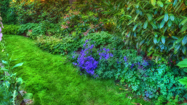Shady landscape with grass and blue flowering plants