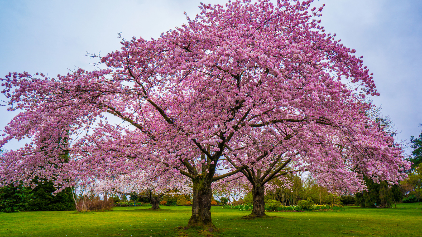 Optimal Growing Conditions for a Flourishing Cherry Blossom Tree Optimal Growing Conditions for a Flourishing Cherry Blossom Tree