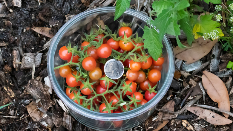 Fruit of an Everglades tomato plant are in a bowl outside, with a coin for scale