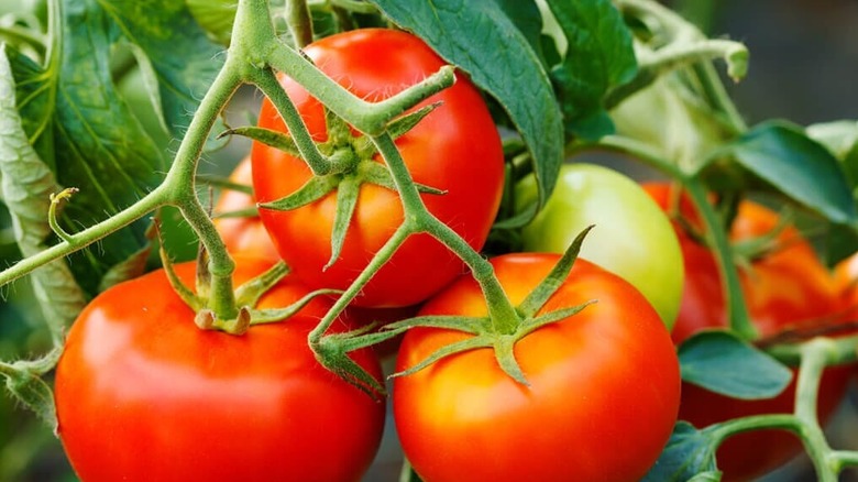 Florida 91 tomatoes ripen on a vine