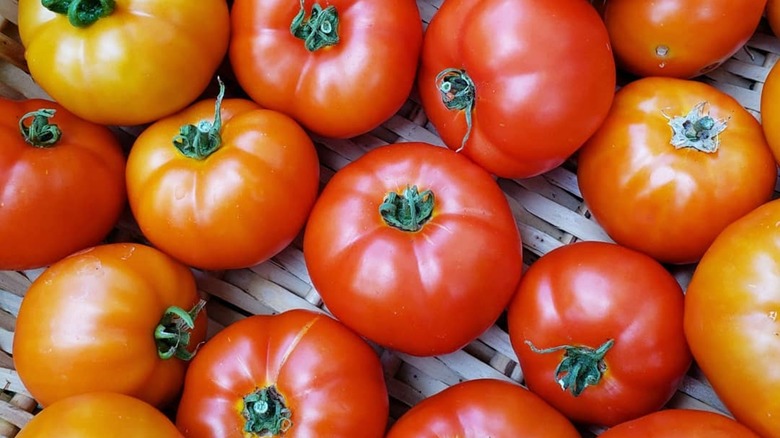 Neptune tomatoes are placed together in a basket