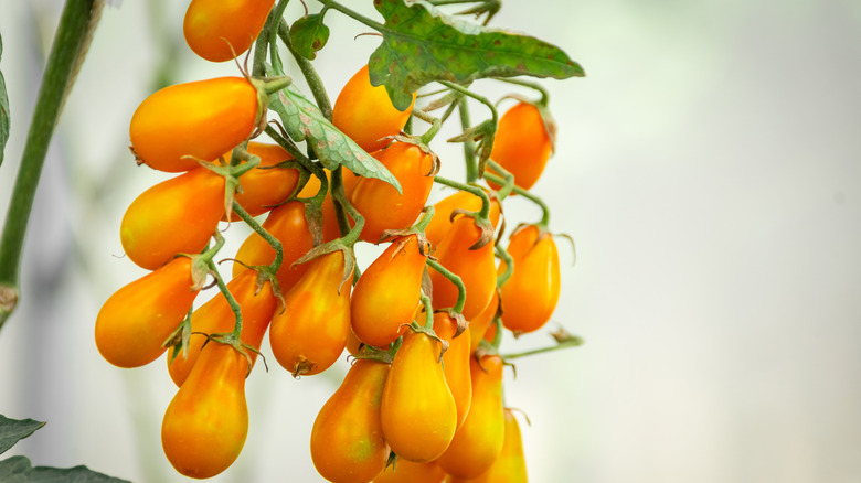 Yellow pear tomatoes grow on a vine