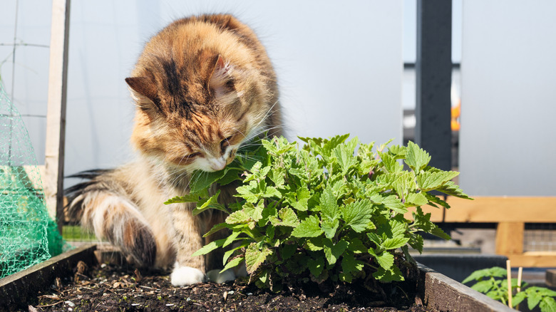A brown cat investigating a catnip plant in a raised garden bed