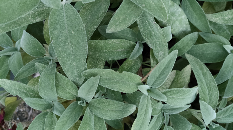 A close-up of sage leaves