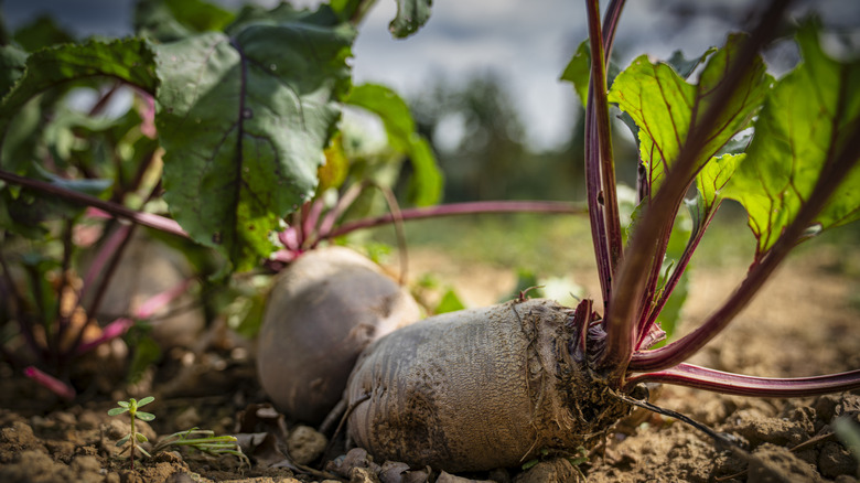 Beets laying on the soil after being removed from the garden