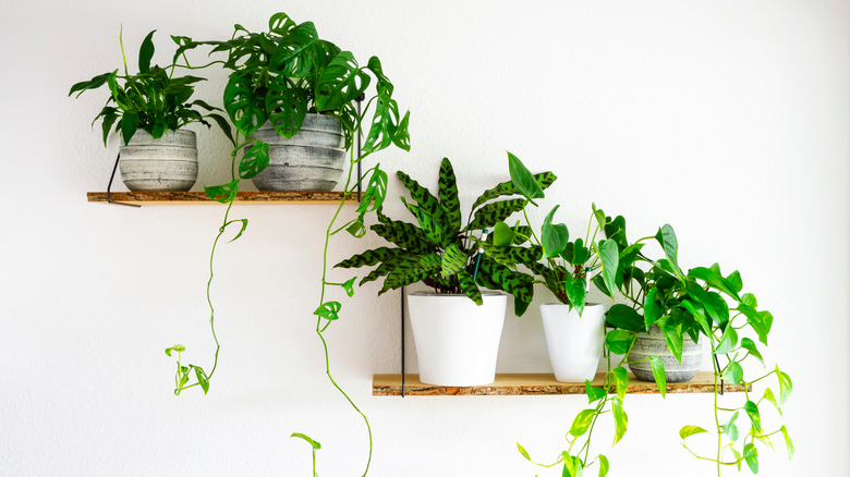 bright green potted plants white background