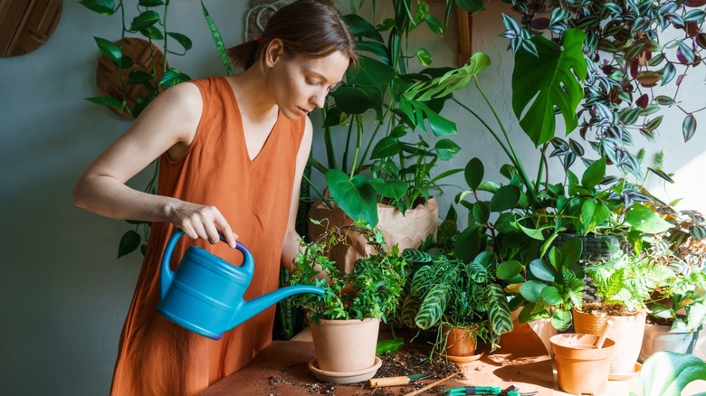Woman watering several different houseplants 