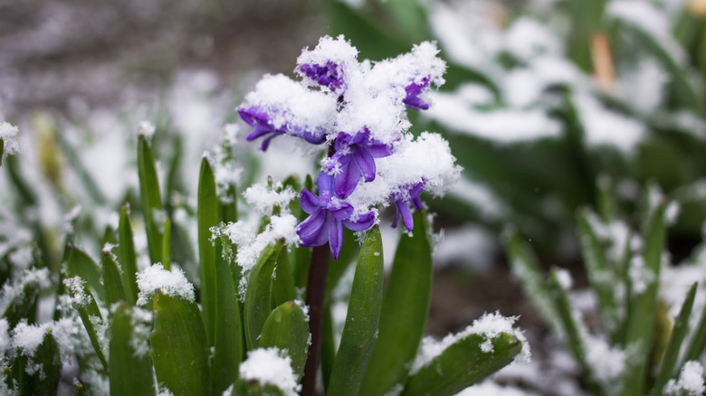 purple flower in snow