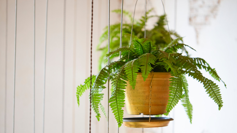 Hanging Boston fern