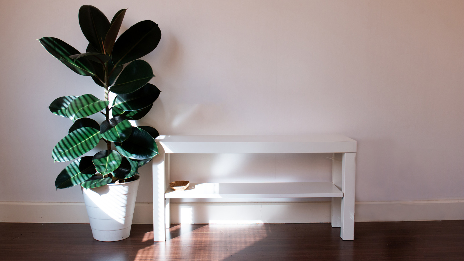 pothos plants for sale Golden Pothos for Sale