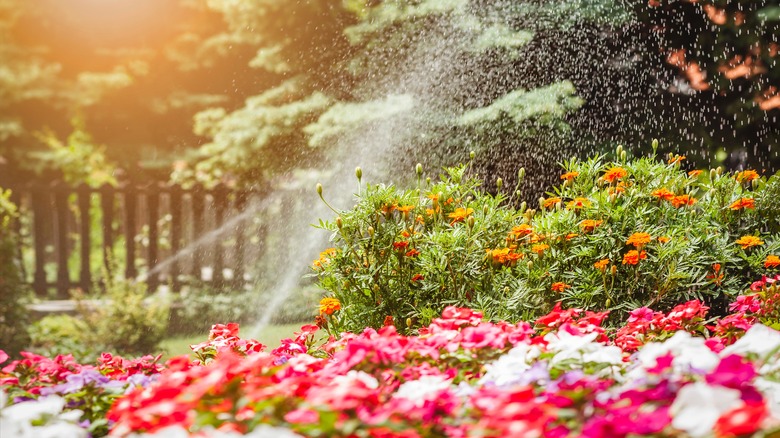 Sprinkler system watering flowers