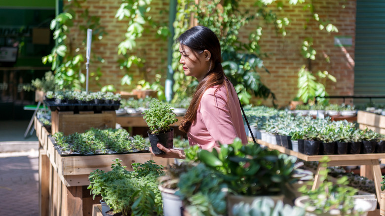 A person buying a plant at an outdoor garden center