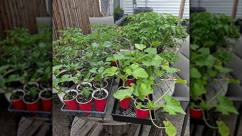 A collection of plants for sale on a table outside a house