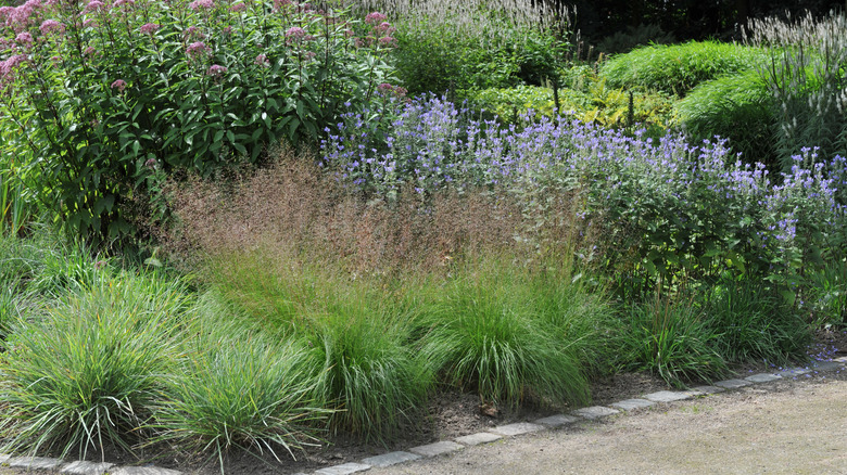 a perennial meadow designed by Piet Oudolf